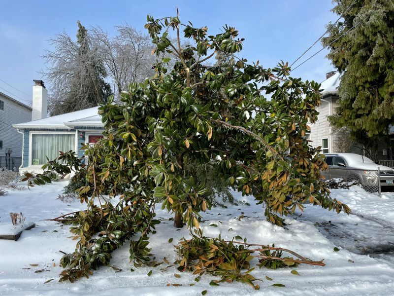 PPR - Damaged magnolia in snow