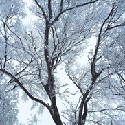 Tree with snow on it - winter