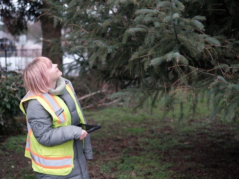 PPR - Woman with pink hair looking up at evergreen tree 