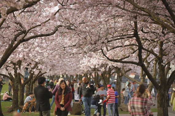 Waterfront Park and the cherry blossom trees near Japanese American Historical Plaza