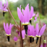 Native plant pink flowers