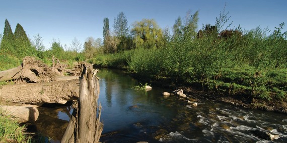 Natural area shows water in a creek and plants along the banks