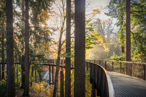 Leach Botanical Garden aerial walk - Photo by Tamra Tiemeyer