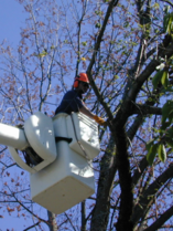 PPR - Person in white bucket truck sawing trees 