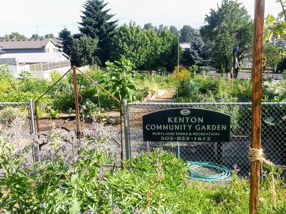 Kenton community garden