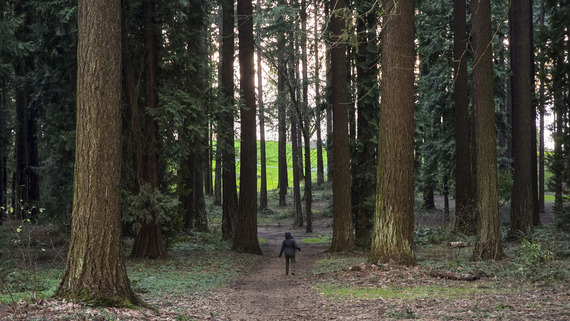 Person walking through Pier Park and the massive evergreen trees