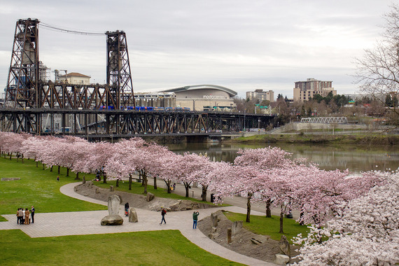 Cherry blossom trees along Waterfront Park