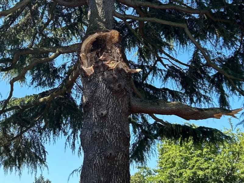 PPR - Tree with gaping hole and broken limb