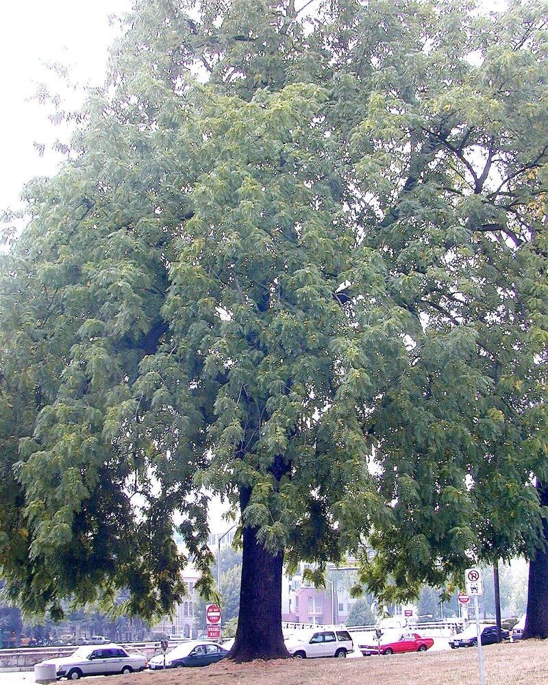 PPR - Large Tree
