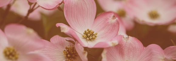 Dogwood Solo
