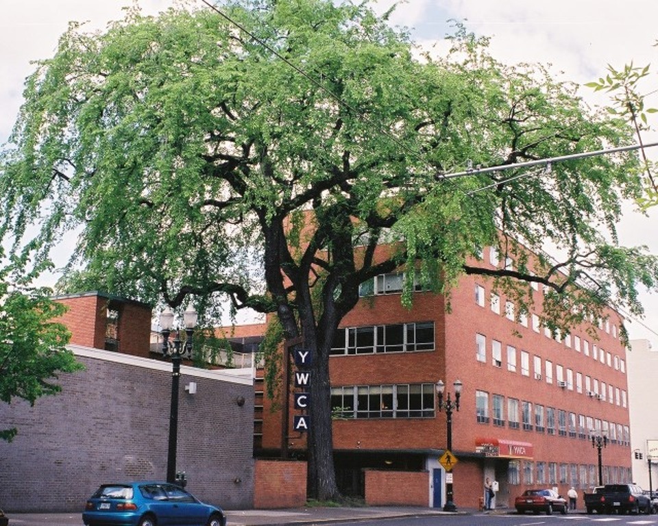Heritage Tree #1 in Downtown Portland