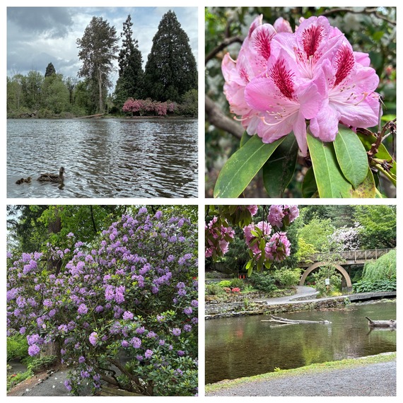 rhododendron collage