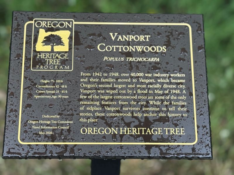 PPR _ Black plaque marking Vanport Cottonwoods