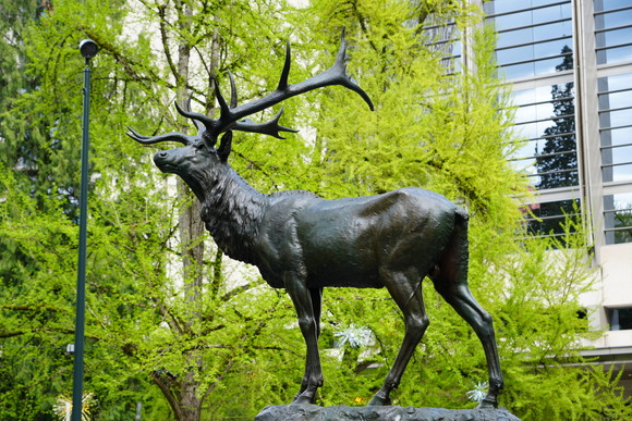 Thompson Elk Fountain homecoming celebration