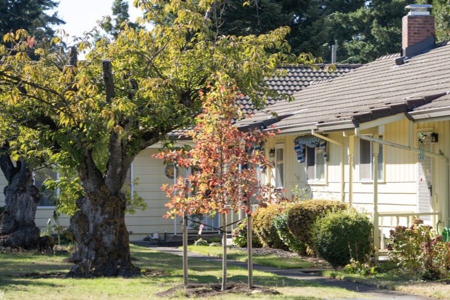 Small newly planted tree in front of house