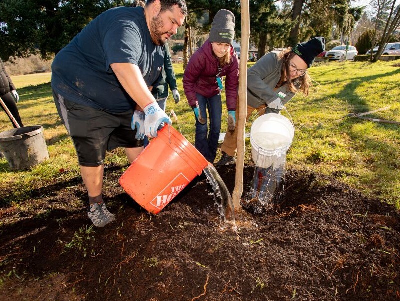 Three people watering a newly planted tree