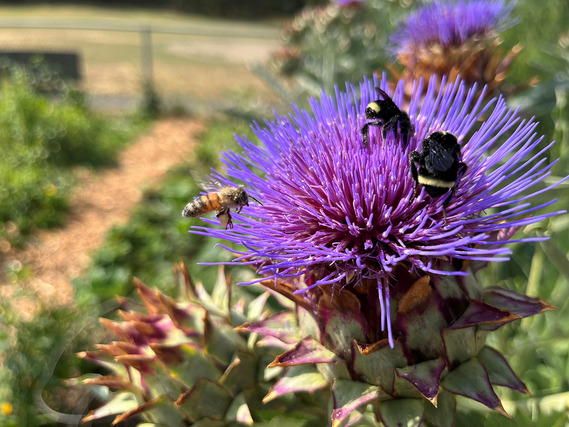 Bees on artichoke plant with purple flower bloom
