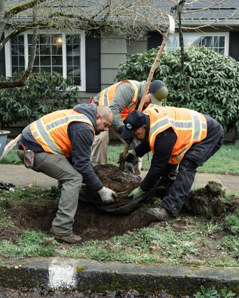 Three People Lifting a Tree for Planting