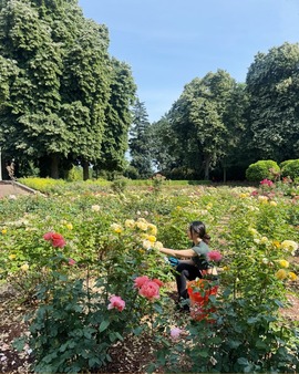 Peninsula Park Rose Garden in bloom with a volunteer at work