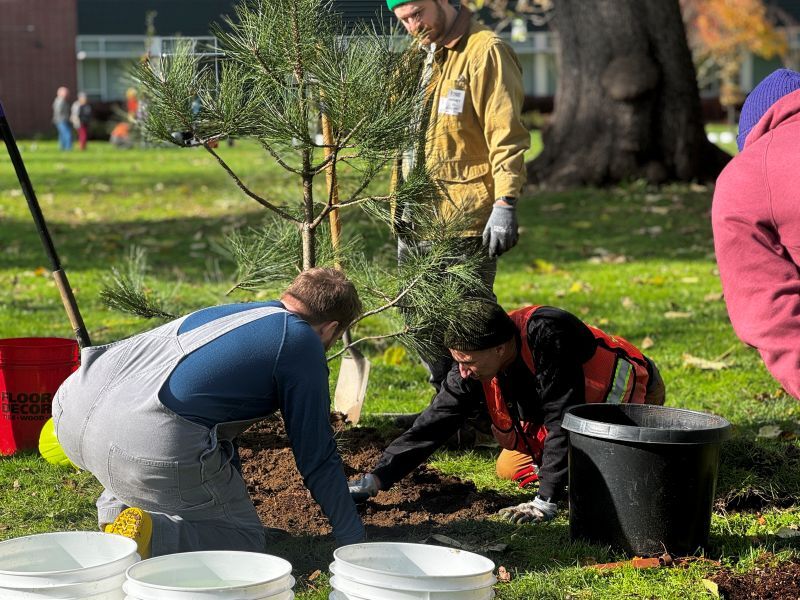 Two people spreading mulch around the base of a recently planted tree