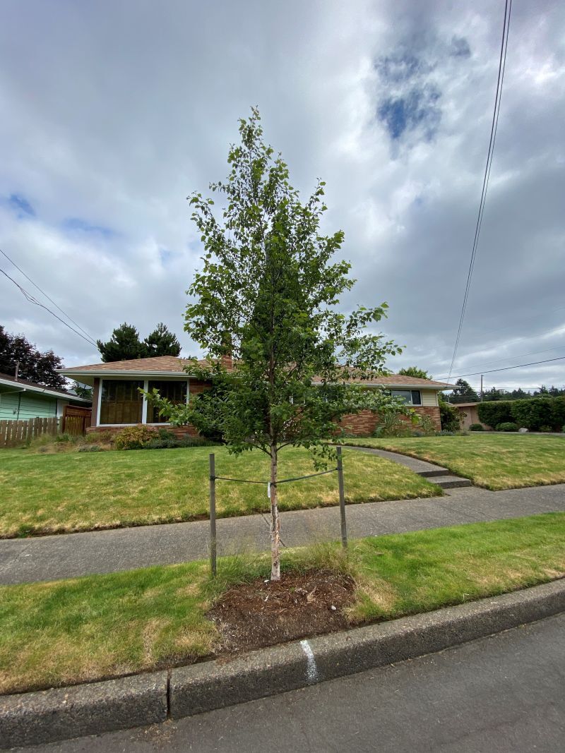 Recently planted tree with stakes near curb with white paint stripe