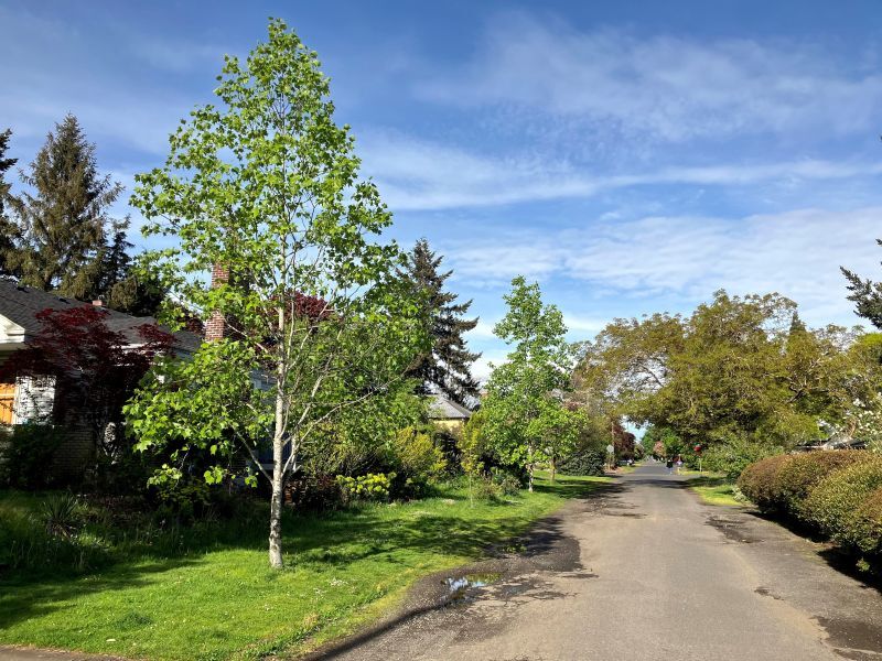 Tree in front yard along un-improved road