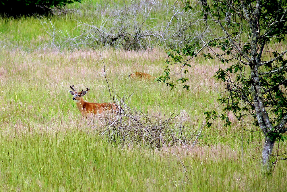 Deer in a meadow at Powell Butte