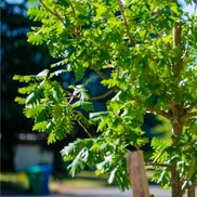 A young street tree