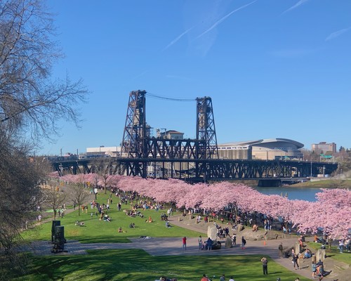 Cherry trees in bloom at the Tom McCall Waterfront