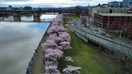 Cherry blossoms along the waterfront