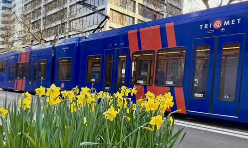 MAX with Yellow Daffodils