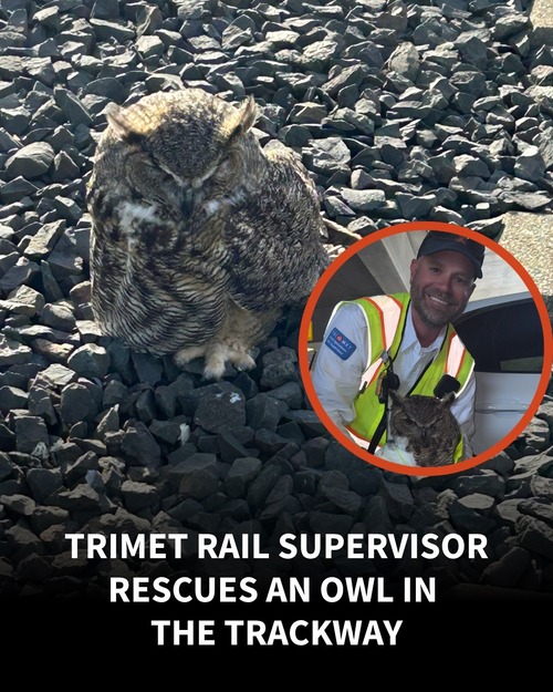 Great horned owl sitting in rocks beside train tracks, with an inset photo of a TriMet rail supervisor holding the rescued owl.