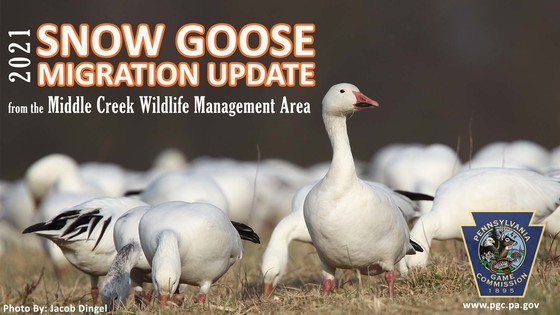 Middle Creek Snow Goose Migration Update Graphic
