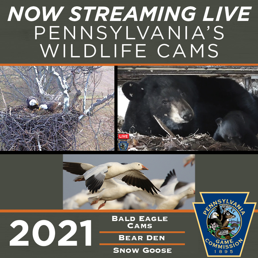 Live Cams Graphic