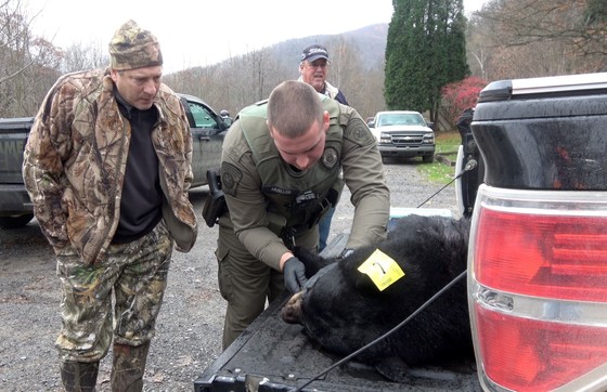 Statewide Regular Firearms Bear Season Begins Saturday, Nov. 20