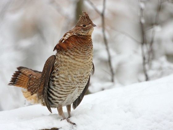 Ruffed Grouse