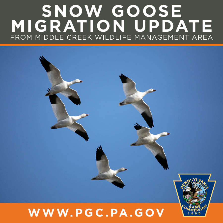 Snow Goose Migration Update