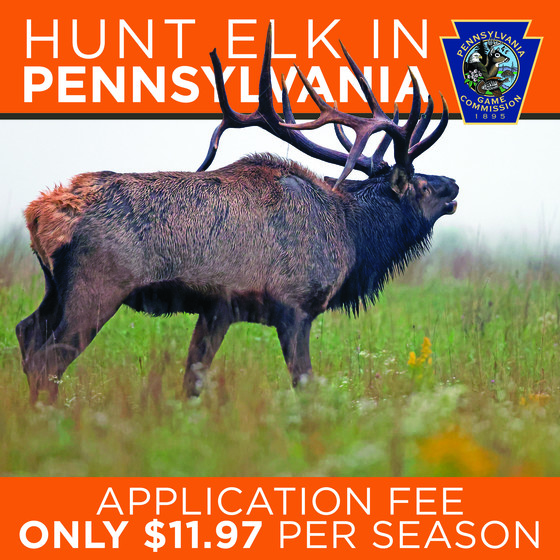 Less Than 38 Hours Left to Apply Elk Lottery