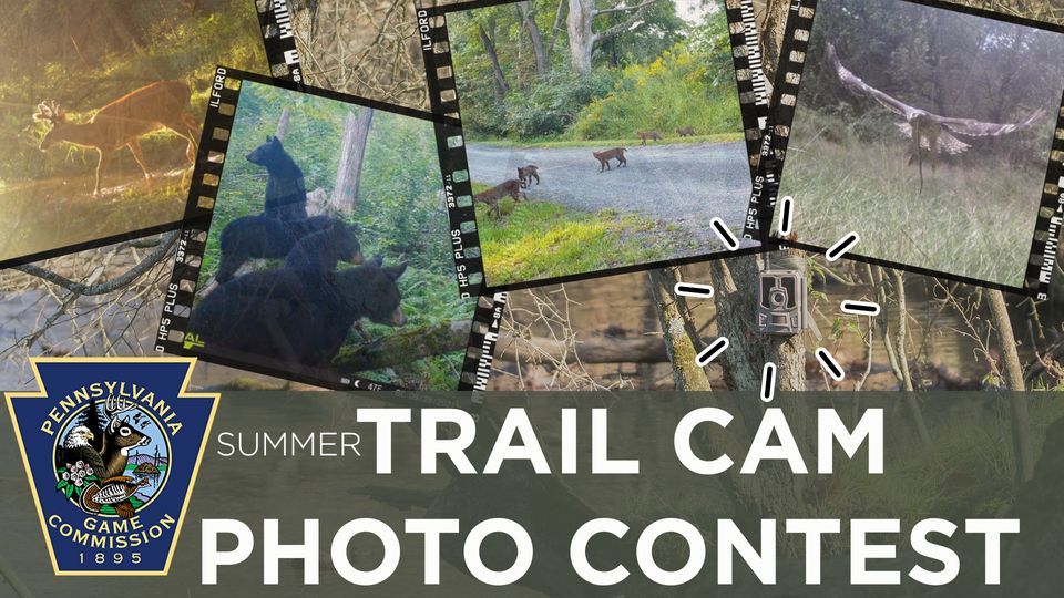 Summer Trail Cam Contest