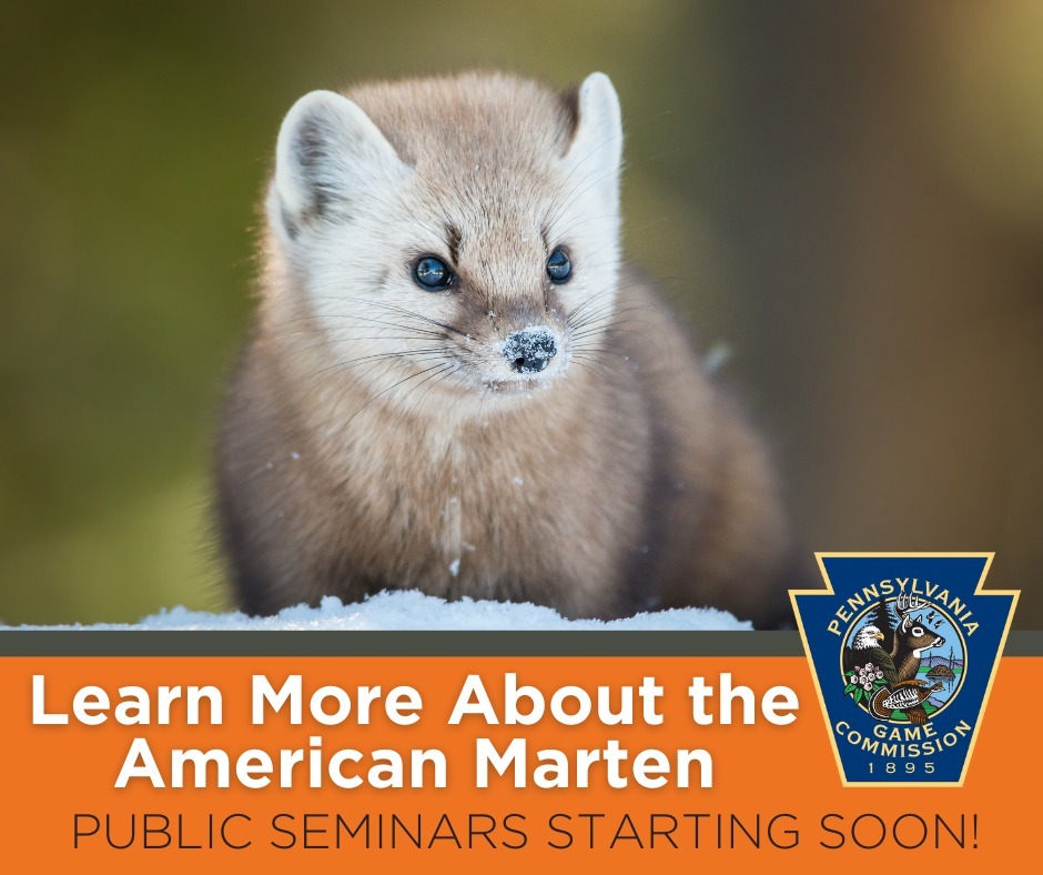 Marten Graphic 