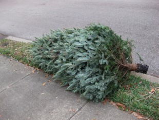 xmas tree at the curb