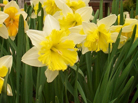 Daffodils