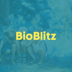 bioblitz