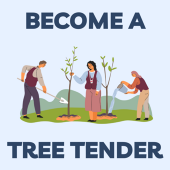 Become a Tree Tender