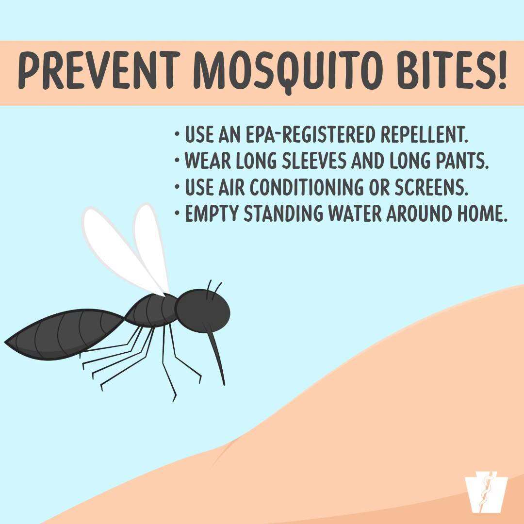 mosquito