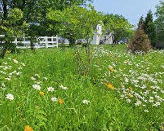Lawn to Meadow 