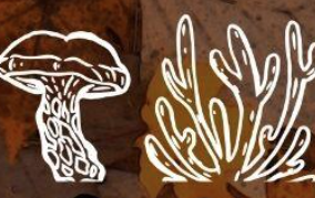 Mycology