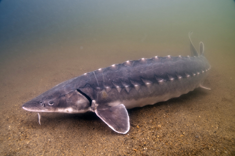 sturgeon