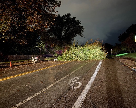 a large evergreen tree downed blocking the entirety of Beechwood Blvd.
