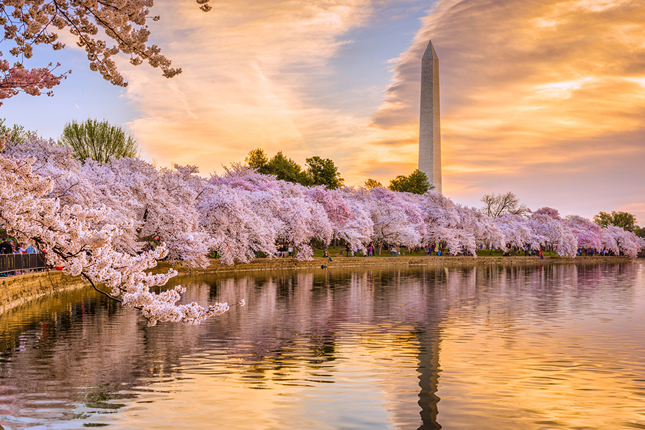 cherry blossoms in Washington, D.C.